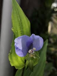 Image result for Thomandersia