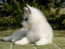 We did not find results for: Siberian Husky Puppies 100 For Sale United States Pets 1