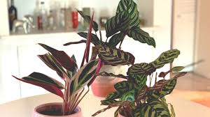 Image result for Maranthes goetzeniana