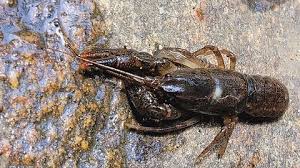 Image result for Cadaba glaberrima