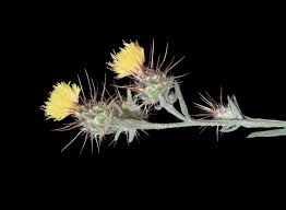 Image result for Centaurea melitensis