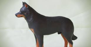 Ukpets found 0 beauceron for sale in the uk. Beauceron Puppies For Sale France The Y Guide