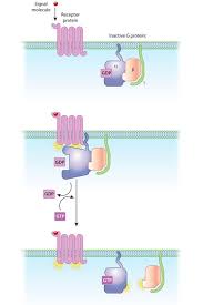In This Diagram Of G Protein Coupled Receptor Activation The Alpha Beta And Gamma Subunits Are Shown With Distinc Biochemistry Cell Membrane Plasma Membrane