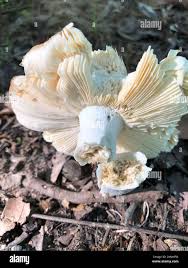 Image result for Russula compacta