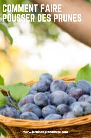 Epingle Sur Jardin De Fruit