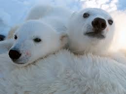 We did not find results for: Quiz Fur Kinder Uber Eisbaren Wwf Panda Club