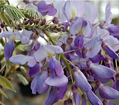 For some, this means a large, bareroot crown. Wisteria Frutescens Amethyst Falls White Flower Farm