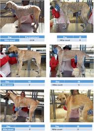 Hormonal hair loss in dogs Photographic Documentation Of Hair Regrowth In A Lotilaner Treated Dog Download Scientific Diagram