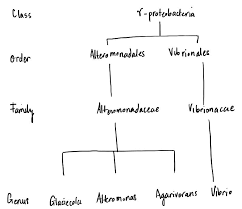 how to draw up a hierarchical tree diagram for taxonomic