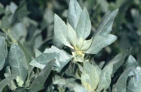 Image result for Atriplex halimus