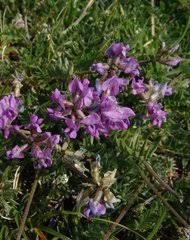 Image result for Indigofera laxiracemosa