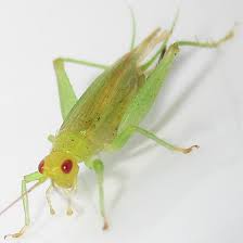 Image result for Tridactyle virginea