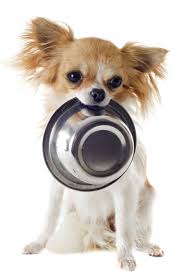 Below we have compiled the best dog food for chihuahua adults, puppies and those with have skin allergies. Best Food For Chihuahua Puppy Tips And Reviews To Help You Choose