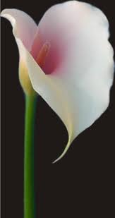 Beautiful Bold Calla Lilly Calla Lily Flowers Pretty Flowers Lily Flower