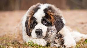 Check spelling or type a new query. St Bernard Price Temperament Life Span