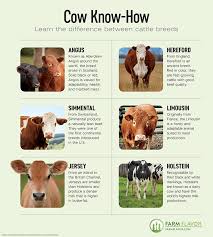 6 Different Cow Breeds Grazing In Colorado In 2020 Dairy Cow Breeds Raising Farm Animals Mini Cows