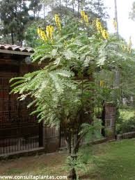 Image result for Senna didymobotrya