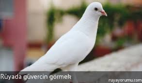 Ruyada Guvercin Gormek Ruya Tabirleri Ruyada Guvercin Gormek