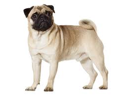 Pug Everything About Breed Complete Guide Dog Is World