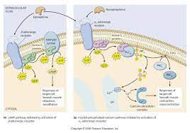 Alpha And Beta Adrenergic Receptors One Example Is By Epinephrine Binding To The Beta Adrenergic Receptor Signal Transduction Medical Knowledge Pharmacology