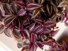 Check spelling or type a new query. Spiderwort Plant Care Growing Guide