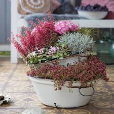 Romantische Pflanzideen Fur Balkon Und Terrasse Im Herbst Pflanzen Blumen Im Blumentopf Und Topfblumen