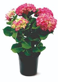 Does aldi have fresh flowers. There Are 12 Potted Hydrangeas At Aldi Right Now Better Homes Gardens
