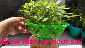 Mint is an attractive, useful herb and the aroma is nothing short of amazing. How To Grow Mint Without Soil Easiest Method Grow Mint From Cutting Mint Hydroponic Youtube