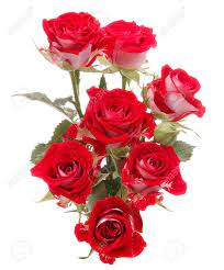 New York Rose Flower Images Rose Flower Pictures Rose Flower