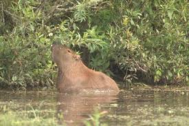 We did not find results for: Ficha De Especie