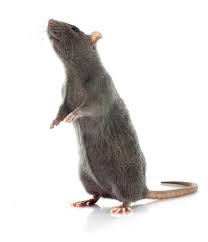 The issue with these furry invaders is the damage they cause and potential illnesses they may spread. Rat Exterminator Near Me Portland Rodent Control Services