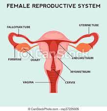 Female Reproductive System Image Diagram Canstock