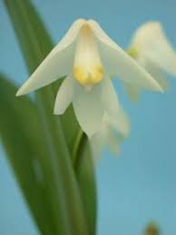 Image result for Polystachya fallax