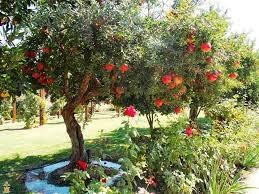 Pomegranate Trees Plants Garden Trees Low Water Gardening