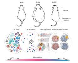 Introducing the human protein atlas. Aging Atlas