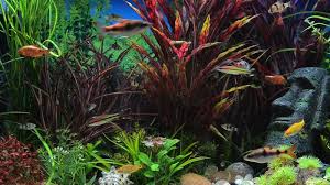 Windows Aquarium Screensaver Download For Just 5 In Full Hd Quality Aquarium Screensaver Aquarium Screen Savers