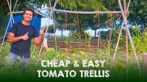 Tomato plants need a lot of maintenance once they start fruiting and a diy tomato cage is the best thing that can help you to give additional support to the plant which is its primary need in this phase. Cheap Easy Tomato Trellis Youtube