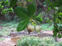 Image result for Barringtonia