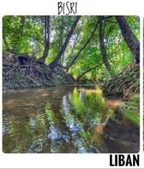 نهر بسري plants tree tree trunk