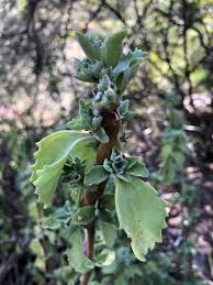 Image result for Coleus cylindraceus