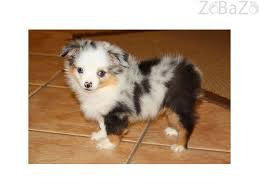 Advertise, sell, buy and rehome australian shepherd dogs and puppies with pets4homes Australian Shepherd For Sale Buy A Australian Shepherd Puppy Dog Sell Australian Shepherd Puppies