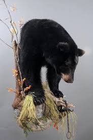 Award Winning Black Bear Shoulder Mount Related Image Bear Mounts Black Bear Bear
