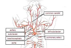 Model labeled labeled body arteries cat dissection blood vessels blank blood vessel diagram exercise 32 anatomy of blood vessels capillary blood vessel blood vessel drawing label the major blood vessels blood vessel structure cardiovascular system blood vessels blood. Cat Anatomy Blood Vascular System Structure And Function Of The Cardiovascular System In Cats