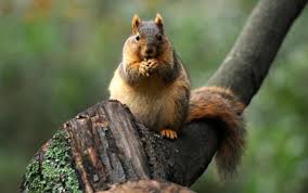 Place rubber snakes near the bushes and around the places most visited by squirrels. How To Keep Squirrels Out Of The Mulch The Mercury News