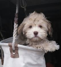 We did not find results for: Waffles Havapoo Puppies Havanese Mini Poodle Sunny Day Puppies