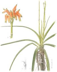 Image result for Stemodiopsis buchananii