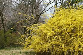 We did not find results for: Care Of Weeping Forsythias Learn About Weeping Forsythia Plants