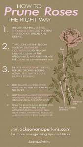 Lots Of Great Info On How And When To Prune Your Rose Bushes Rose Care Pruning Roses Growing Roses