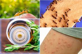 Check spelling or type a new query. Best 7 Well Known Essential Oils For Fire Ant Bites That Really Work Naturalcave Com