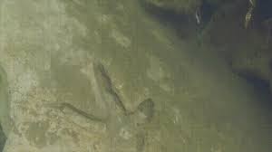 Ancient Moa Footprints Millions Of Years Old Found Underwater In New Zealand Gifs Funny Gif Underwater Funny Pictures